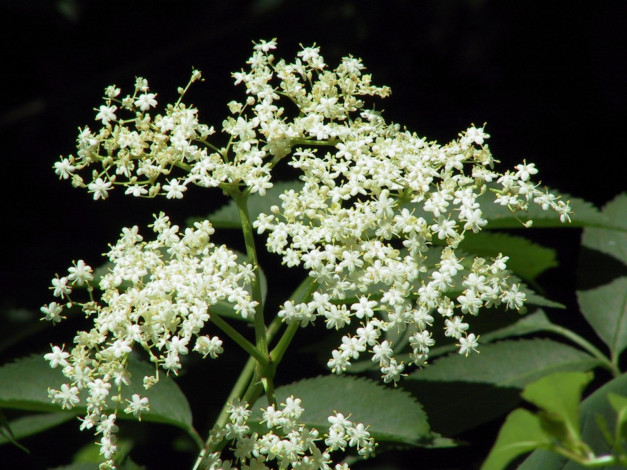 Обои картинки фото цветы, цветущие, деревья, кустарники, много, цветочки, куст, ветка