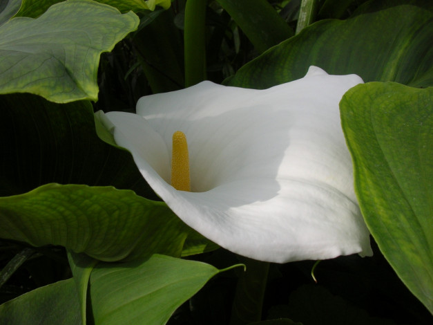 Обои картинки фото цветы, каллы, цветок, листья