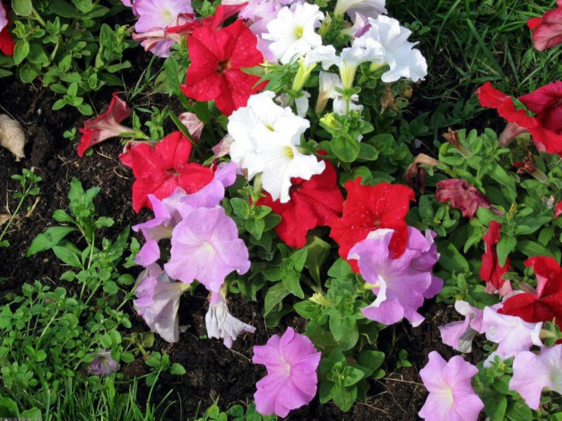 Обои картинки фото цветы, петунии, калибрахоа, цветник, петуния