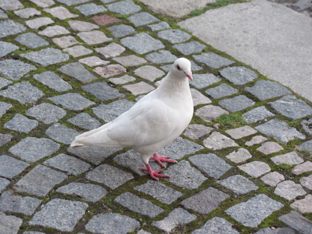 Обои картинки фото животные, голуби, белый, голубь