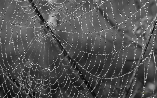 Обои картинки фото природа, макро, капли, паутина