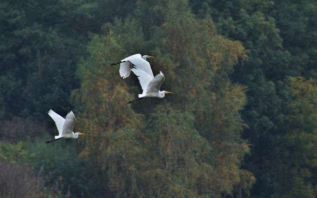 Обои картинки фото животные, цапли, полет
