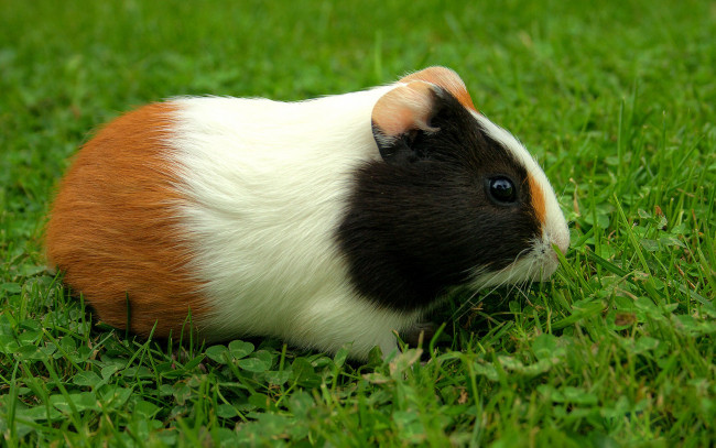 Обои картинки фото животные, морские, свинки, хомяки, трехцветный, зверек