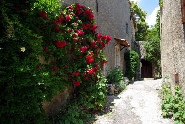 Обои картинки фото города, улицы, площади, набережные, улочка, дома, куст, розы