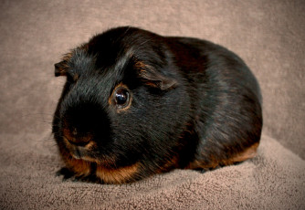 Картинка животные морские свинки хомяки морская свинка