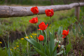 Картинка цветы тюльпаны красный