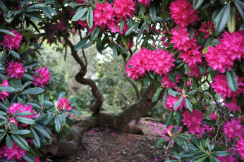 Картинка цветы рододендроны азалии ветки розовый