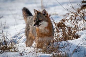 Картинка животные лисы серебряная лиса