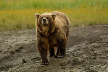 Картинка животные медведи топтыгин