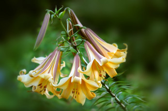 Картинка цветы лилии лилейники колокольчики желтый