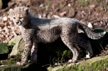 Картинка животные гепарды малыш