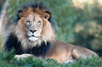 Картинка животные львы царь