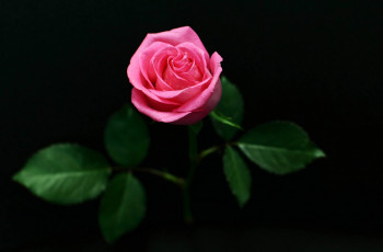 Картинка цветы розы розовый