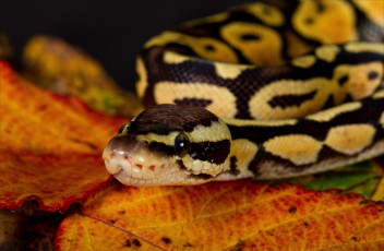 Картинка животные змеи питоны кобры пятна