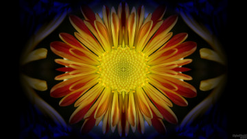 Картинка разное компьютерный дизайн лепестки фон