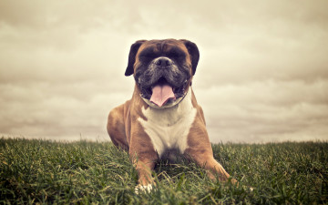 Картинка животные собаки поле друг собака