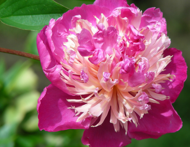 Обои картинки фото цветы, пионы, пион