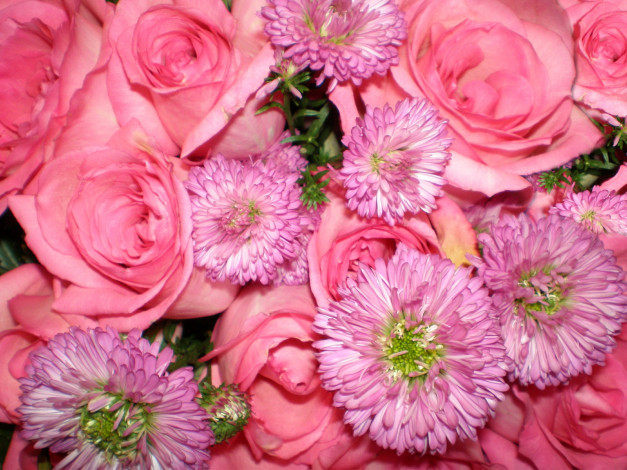 Обои картинки фото цветы, разные, вместе, розы, астры