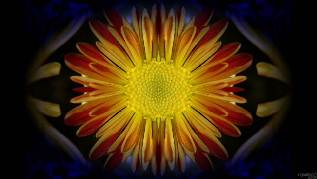 Обои картинки фото разное, компьютерный, дизайн, лепестки, фон