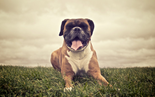 Обои картинки фото животные, собаки, поле, друг, собака