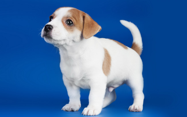 Обои картинки фото животные, собаки, щенок, собака, фон