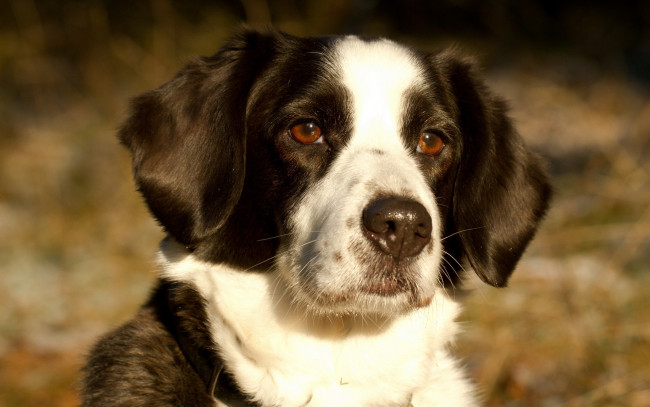 Обои картинки фото животные, собаки, собака, взгляд