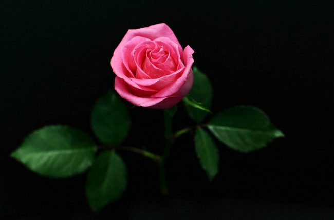 Обои картинки фото цветы, розы, розовый