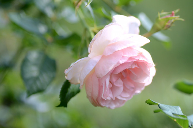 Обои картинки фото цветы, розы, нежность, розовый