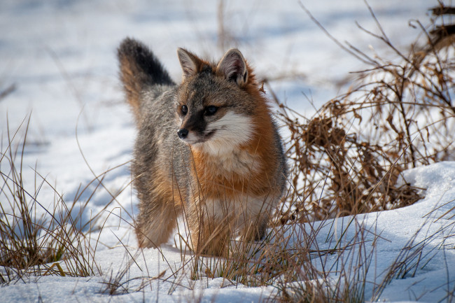 Обои картинки фото животные, лисы, серебряная, лиса