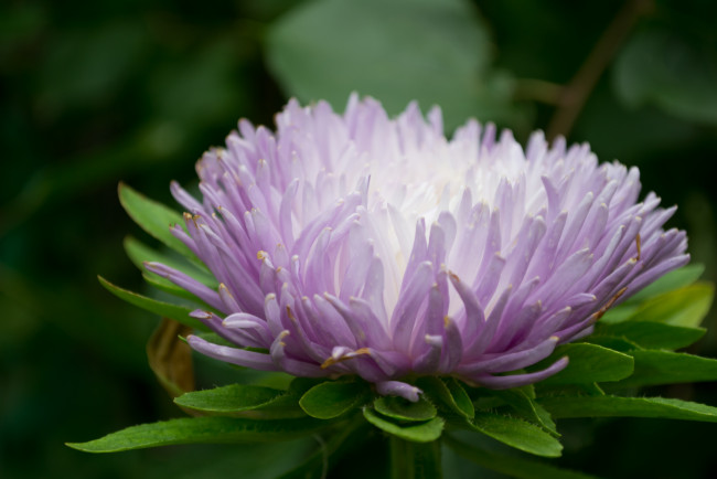 Обои картинки фото цветы, астры, бутон, макро