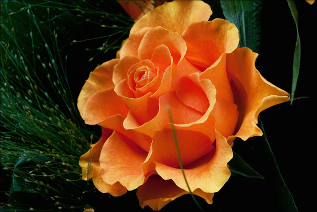 Обои картинки фото цветы, розы, оранжевый