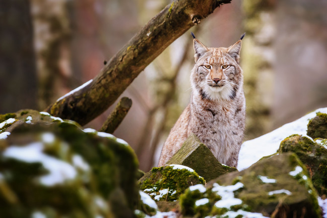 Обои картинки фото животные, рыси, камни, кошка