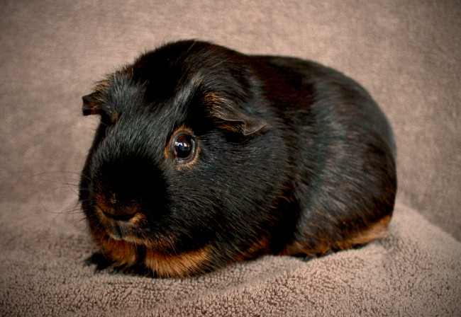 Обои картинки фото животные, морские, свинки, хомяки, морская, свинка