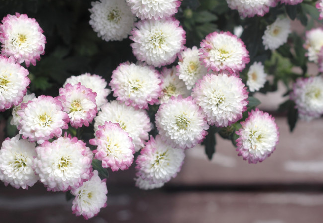 Обои картинки фото цветы, хризантемы