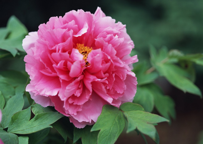 Обои картинки фото цветы, пионы, розовый