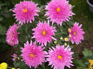 Картинка цветы хризантемы ббутоны