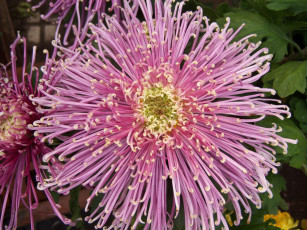 Картинка цветы хризантемы бутоны