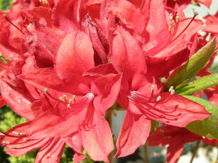 Картинка цветы рододендроны+ азалии бутоны