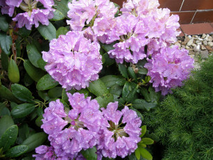 Картинка цветы рододендроны+ азалии бутоны