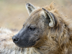 Картинка животные гиены +гиеновые+собаки профиль морда хищник