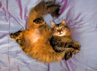 Картинка разное компьютерный+дизайн кот фон