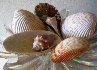 Картинка рисованные -+другое морские ракушки