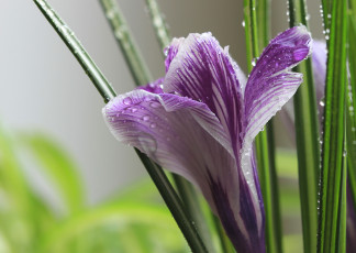 Картинка цветы крокусы макро