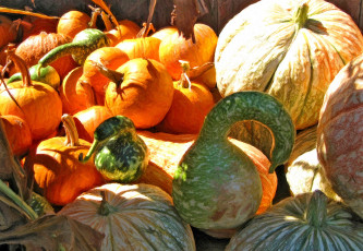 Картинка рисованные еда тыква