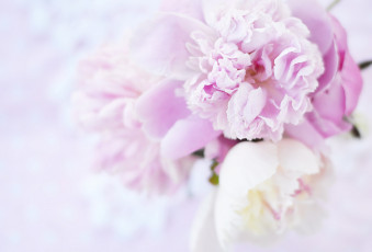 Картинка цветы пионы розовые