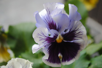 Картинка цветы анютины+глазки+ садовые+фиалки фиолетовые фиалка