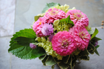 Картинка цветы букеты +композиции букет цинния