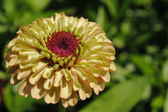 Картинка цветы цинния цветок