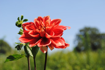 Картинка цветы георгины цветок георгин