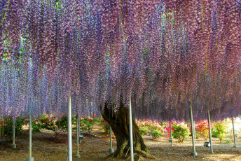 Картинка цветы глициния вистерия